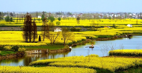 溧阳平桥石坝 塘马湿地公园---稻梦空间 别桥原乡油菜花海一日游