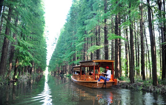 淮安金湖水上森林、镇国寺纯玩一日游